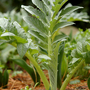 Cardoon1