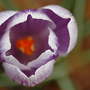 Purple_and_white_crocus22