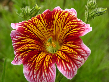 salpiglossis bolero (salpiglossis bolero)