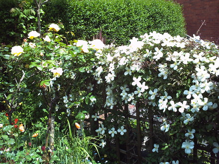 A garden flower photo