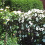 A garden flower photo