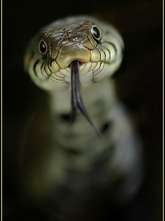Look who was lerking in my pond! 