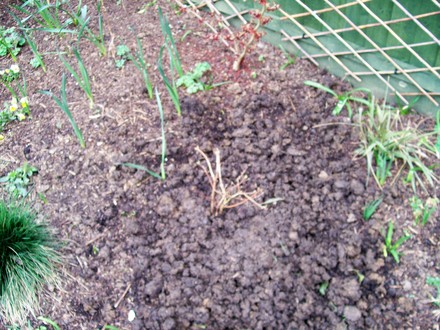 woodland bed