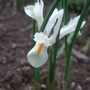 Iris_reticulata_alba