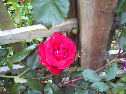 A garden flower photo