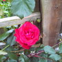 A garden flower photo