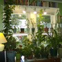 Houseplants In My Office