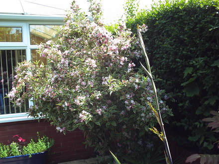 A garden flower photo