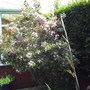 A garden flower photo