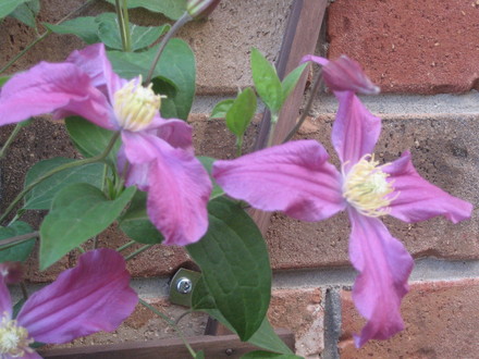 puple clamatice