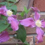 Purpule_clamatis