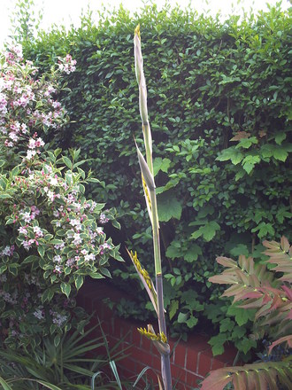 A garden flower photo
