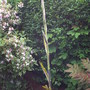 A garden flower photo