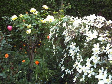 A garden flower photo