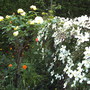 A garden flower photo