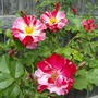 Fourth Of July Rose 