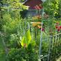 Back Yard 2007
