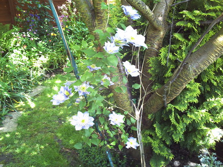 A garden flower photo