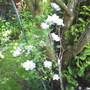 A garden flower photo