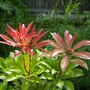 Mountain Fire Bush