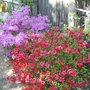 Azaleas