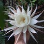 Night Blooming Cereus