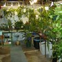 Orchid Cacuts Plants Wintering In The Basment