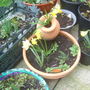 daffodils