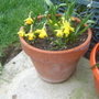 pots of daffs
