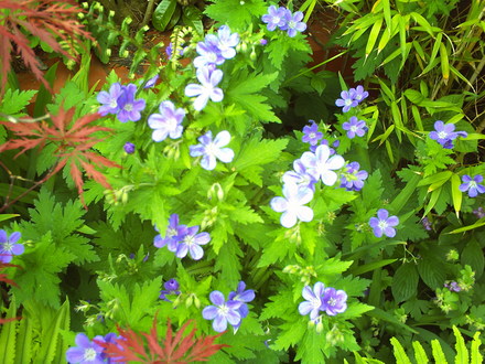 A garden flower photo