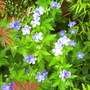 A garden flower photo