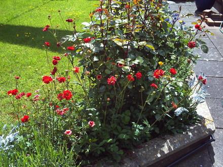 A garden flower photo