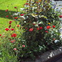 A garden flower photo