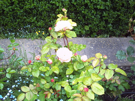 A garden flower photo