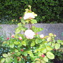 A garden flower photo