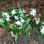 Puschkinia scilloides (Puschkinia scilloides)