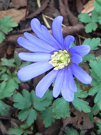 Anemone blanda (Anemone blanda)