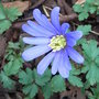 Anemone_blanda