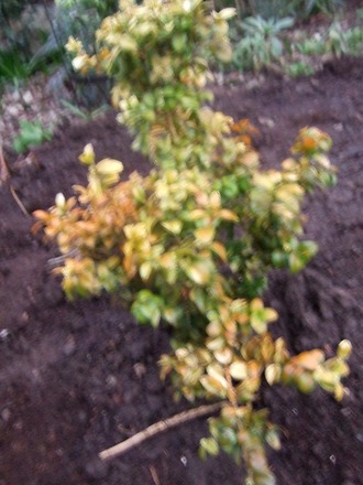 Buxus latifolia aurea