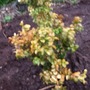 Buxus latifolia aurea
