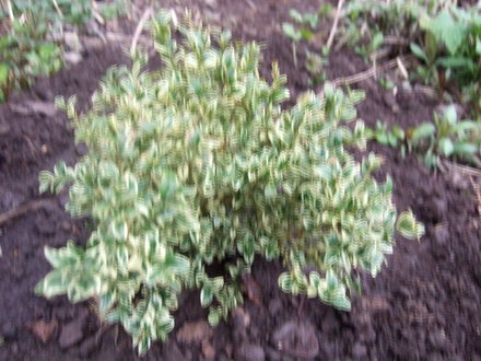 Buxus sempervirens 'Argenteo variegata'