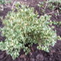 Buxus sempervirens 'Argenteo variegata'