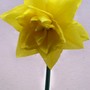 Double_daff