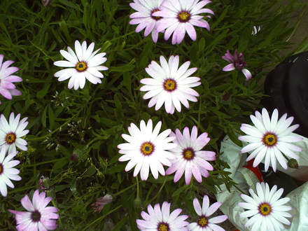 A garden flower photo