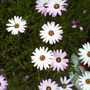 A garden flower photo