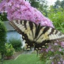 Monarch_006