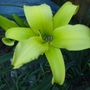 Green Dragon Daylily