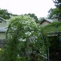 White Fall Clematis