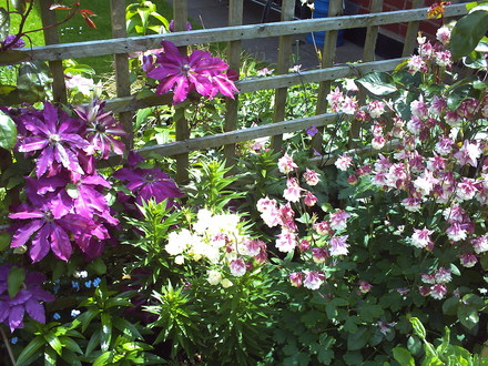 A garden flower photo