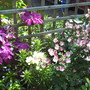 A garden flower photo